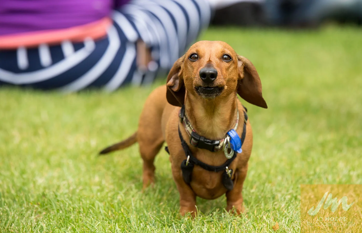 Dachshunds-11.jpg