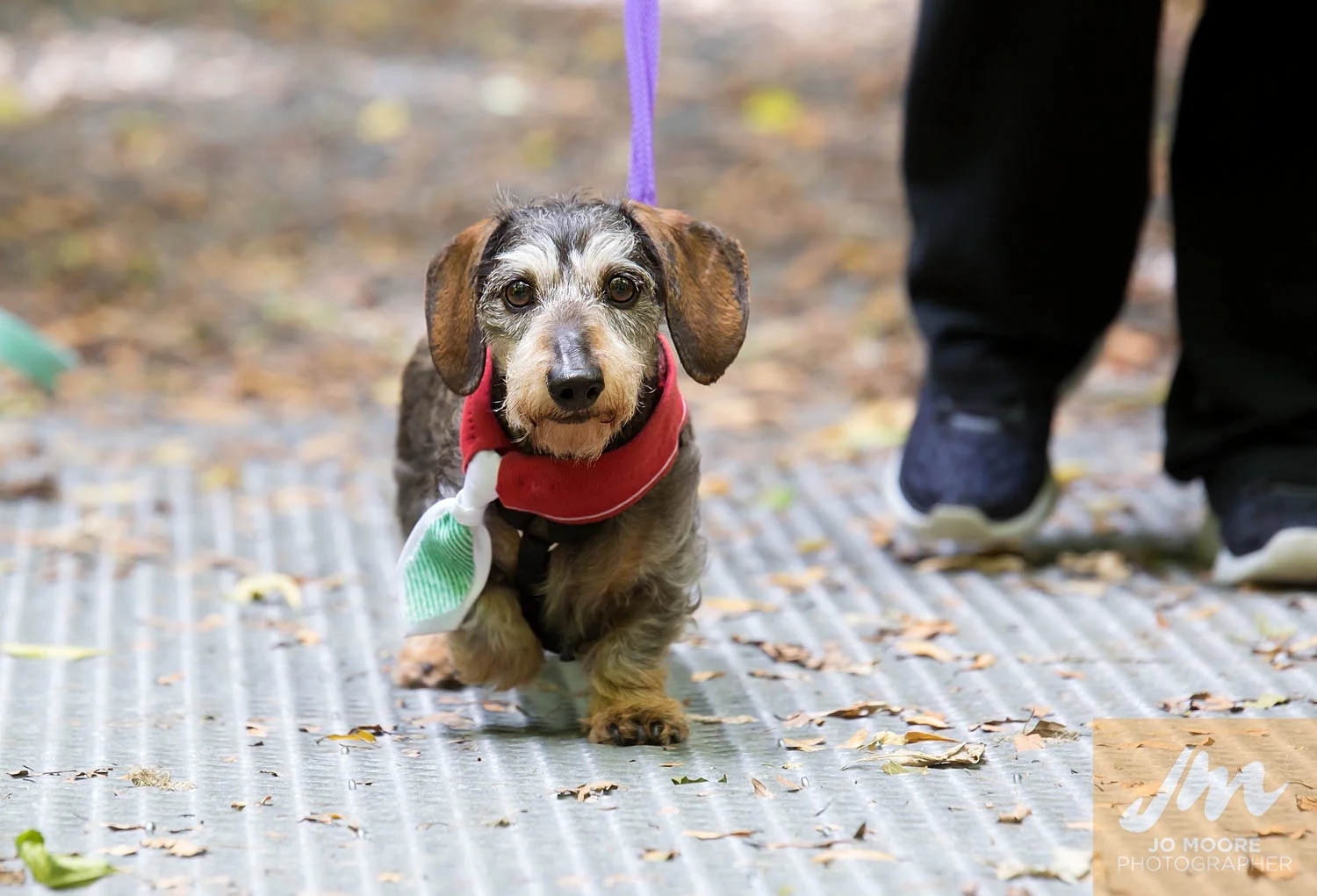 Dachshunds-15.jpg