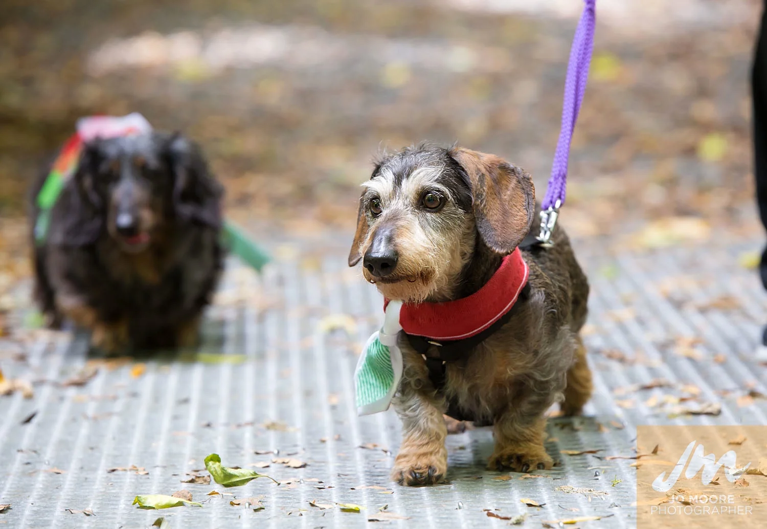 Dachshunds-16.jpg