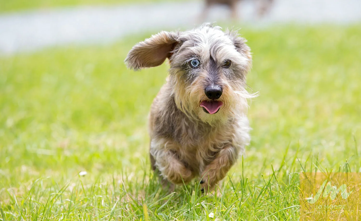 Dachshunds-18.jpg