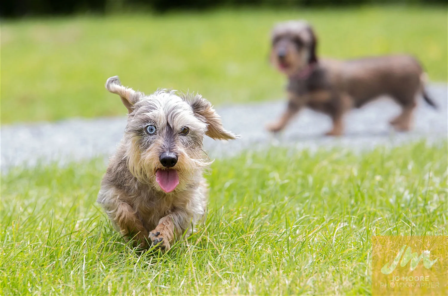 Dachshunds-17.jpg