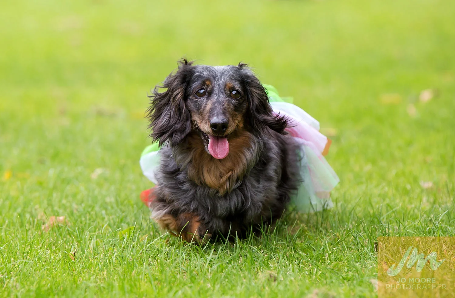 Dachshunds-26.jpg