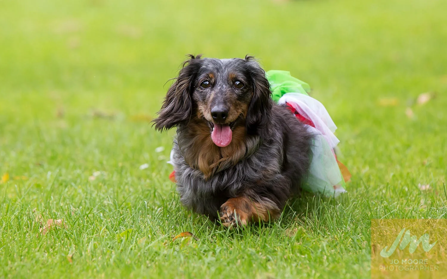 Dachshunds-25.jpg