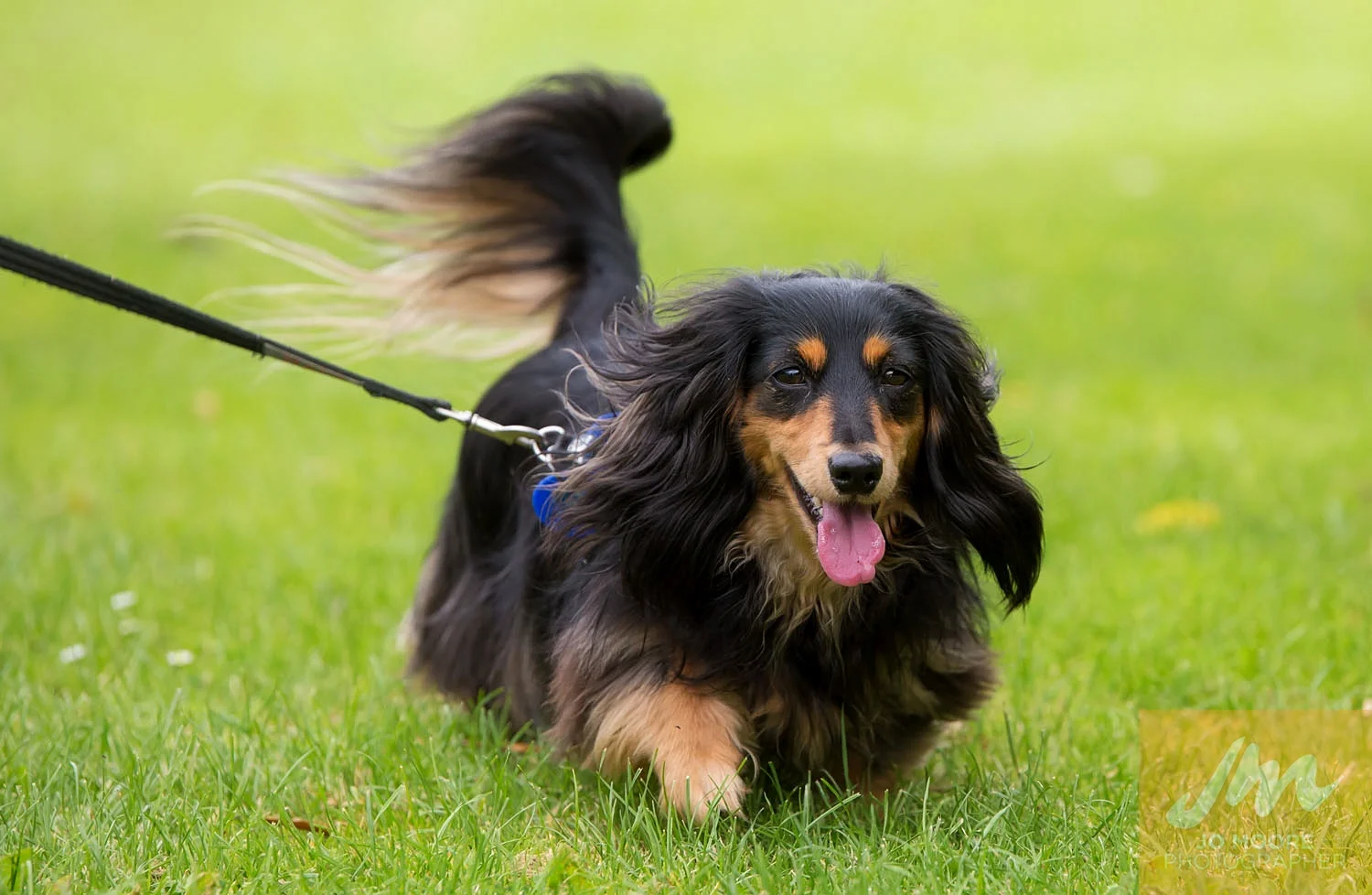Dachshunds-28.jpg