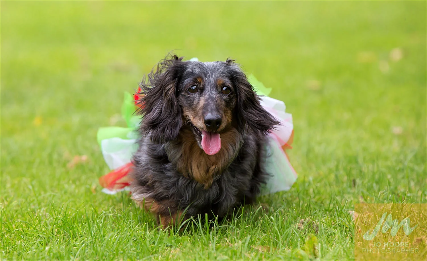 Dachshunds-27.jpg