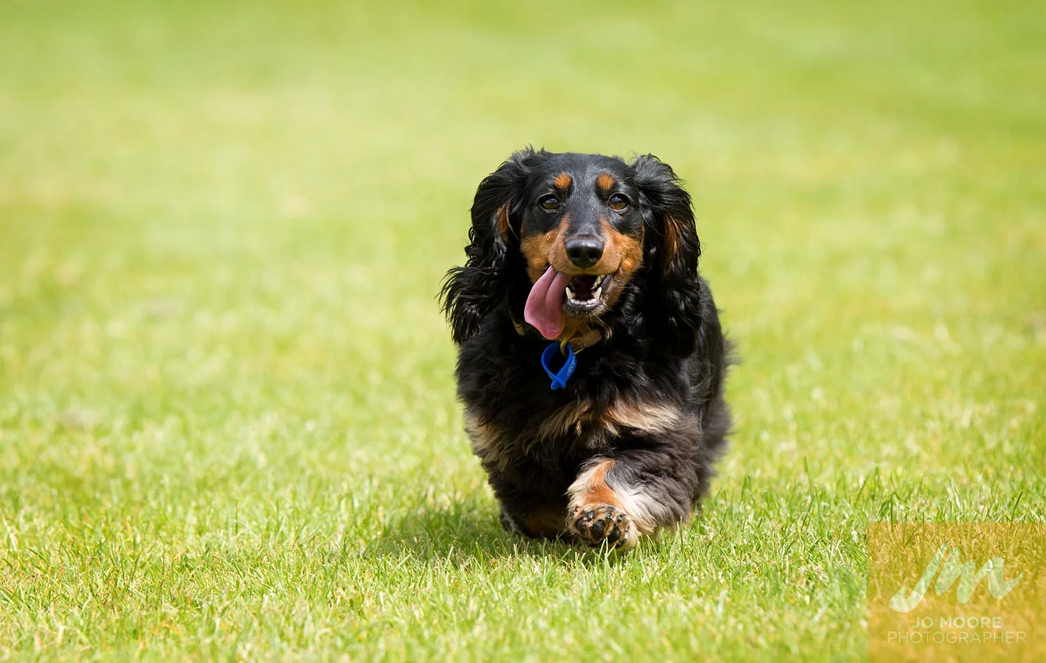 Dachshunds-33.jpg