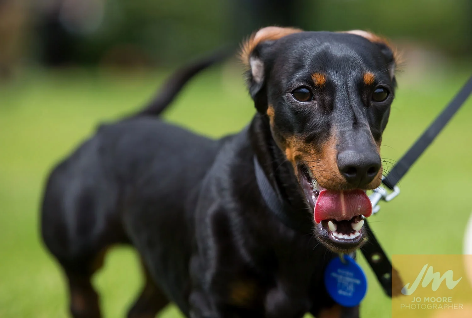 Dachshunds-38.jpg