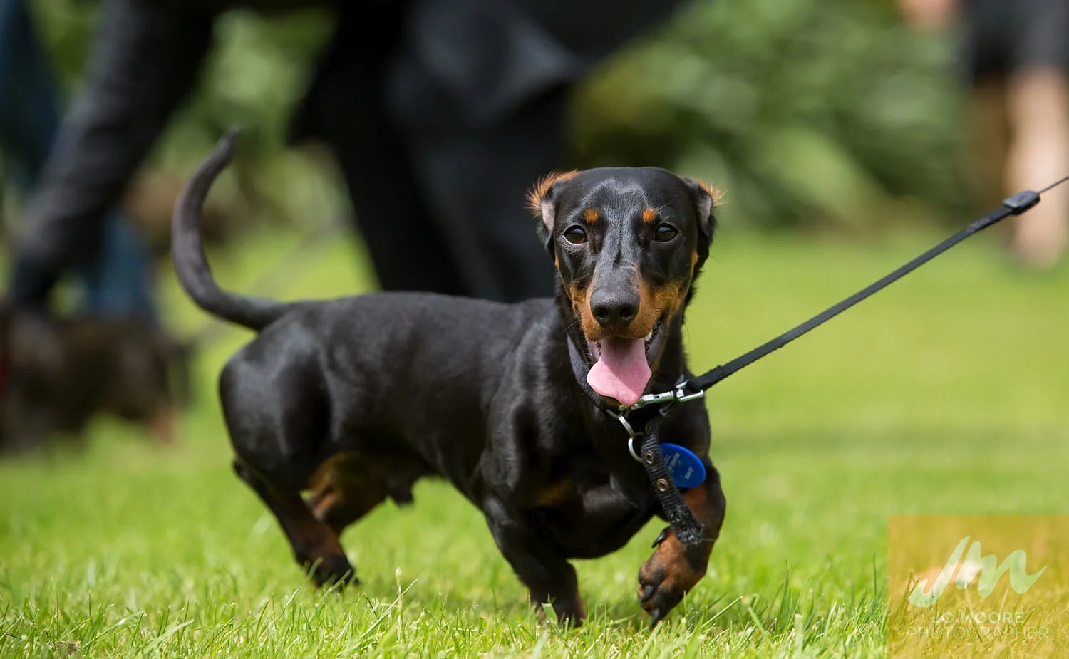 Dachshunds-37.jpg