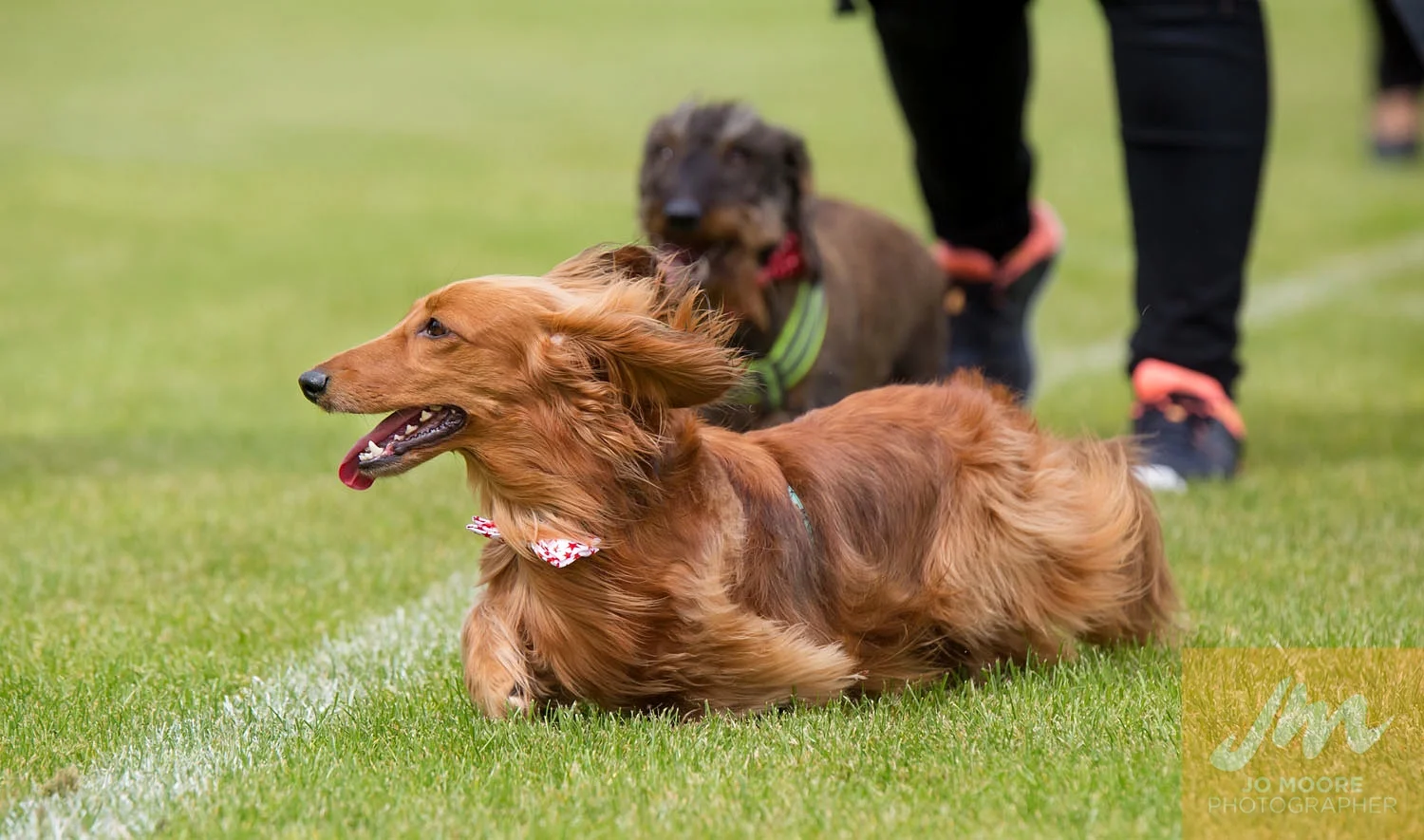 Dachshunds-39.jpg