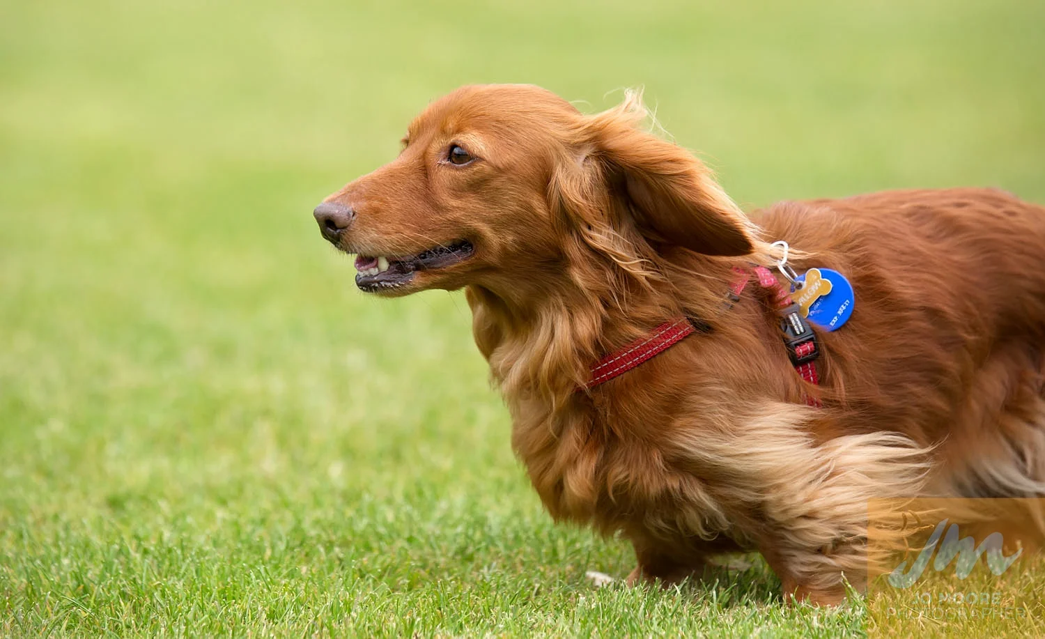Dachshunds-42.jpg