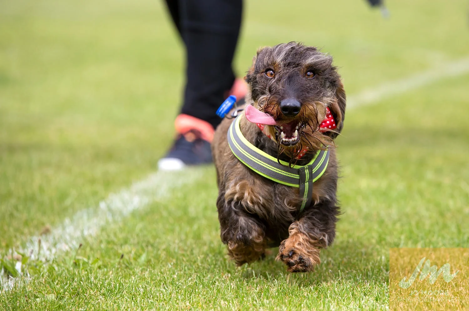 Dachshunds-40.jpg