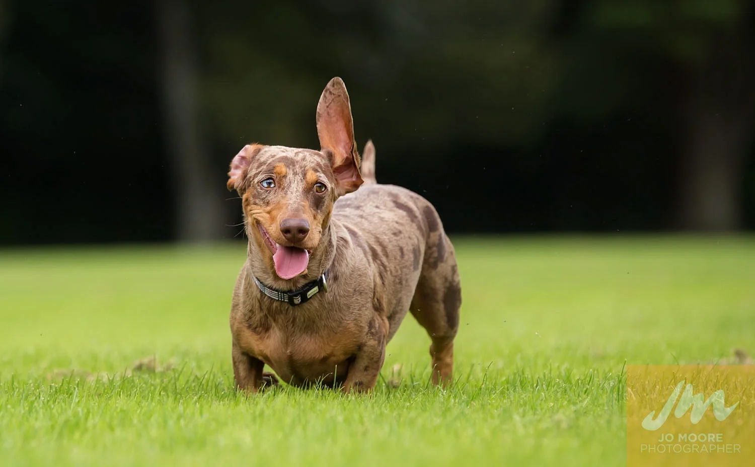 Dachshunds-46.jpg