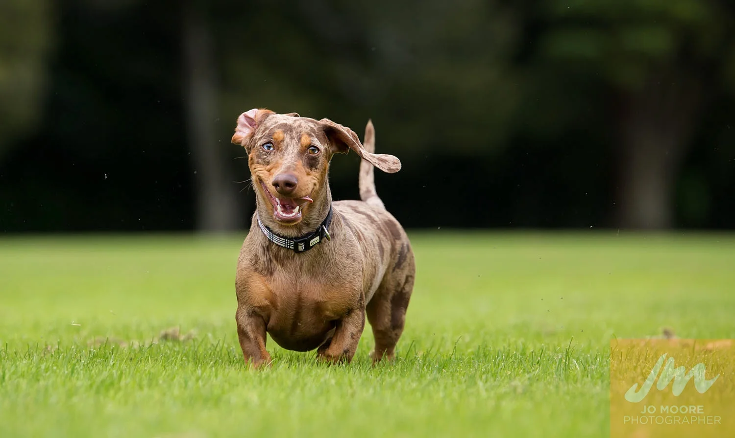 Dachshunds-47.jpg