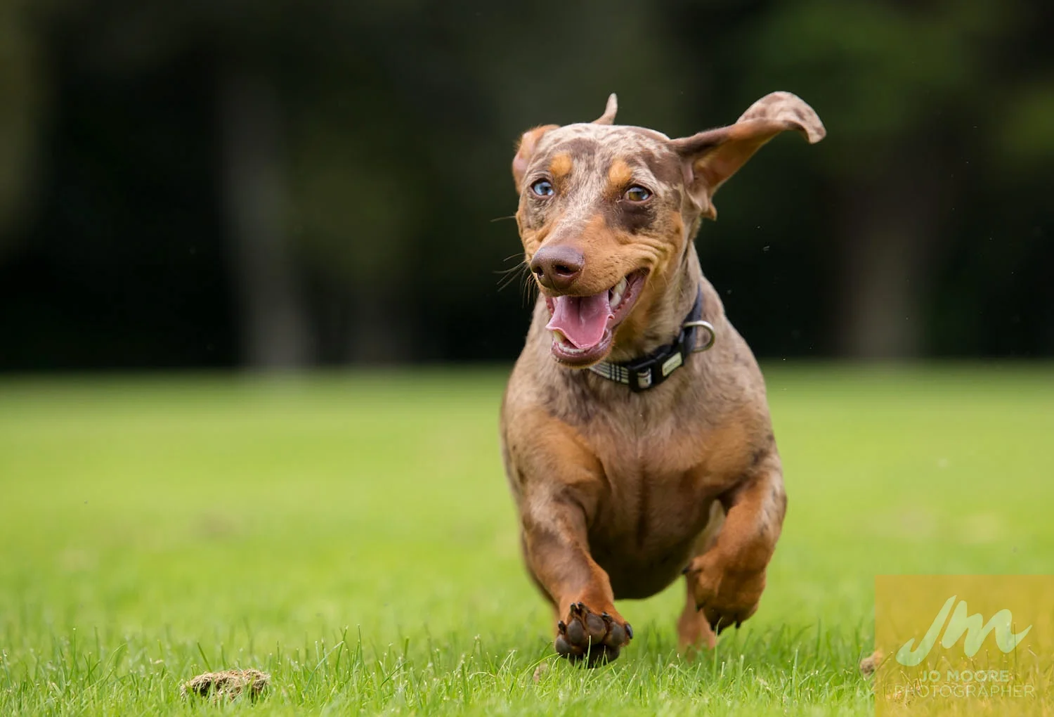 Dachshunds-48.jpg