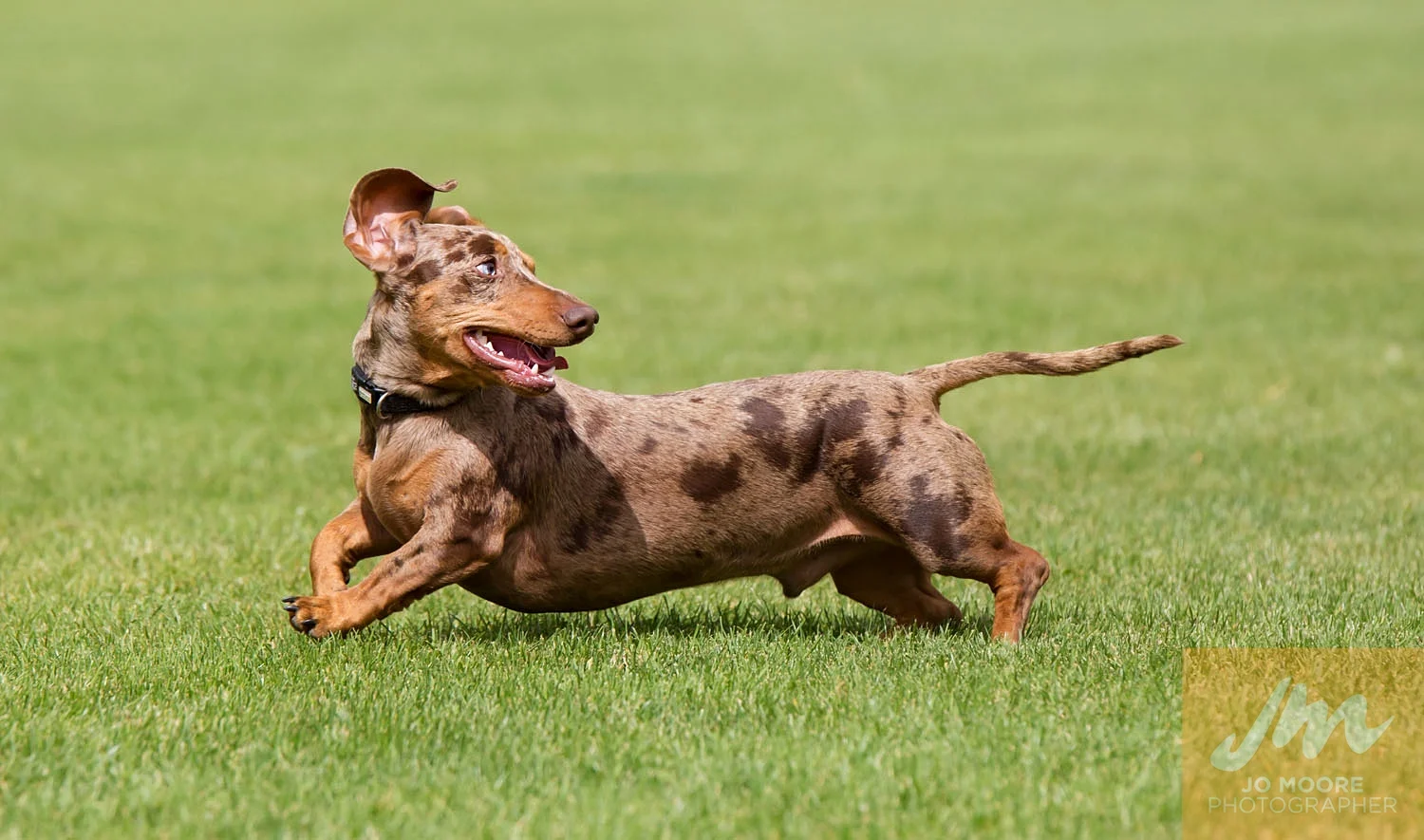 Dachshunds-52.jpg