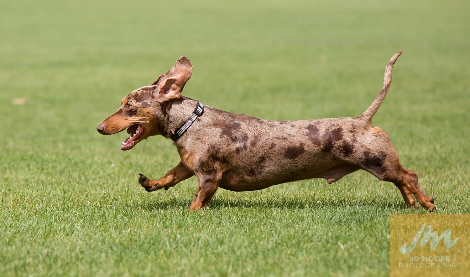 Dachshunds-53.jpg