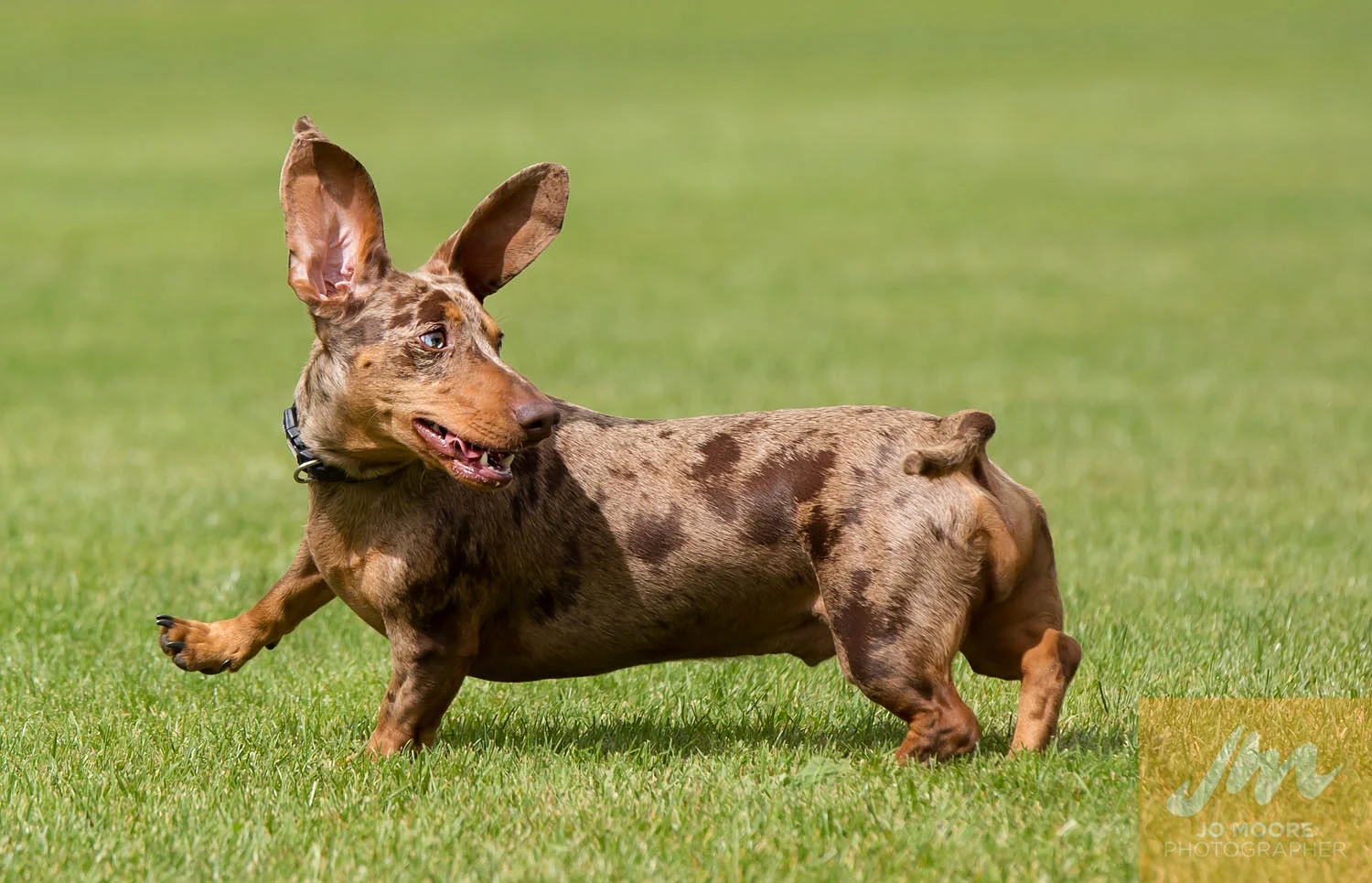 Dachshunds-54.jpg