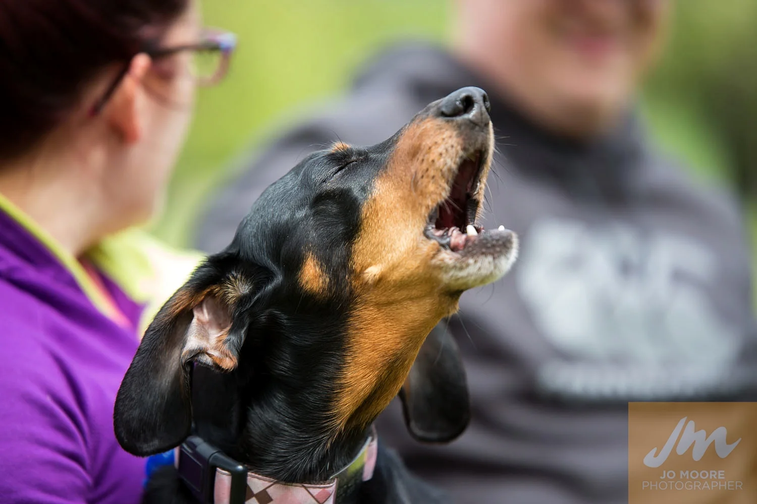 Dachshunds-55.jpg