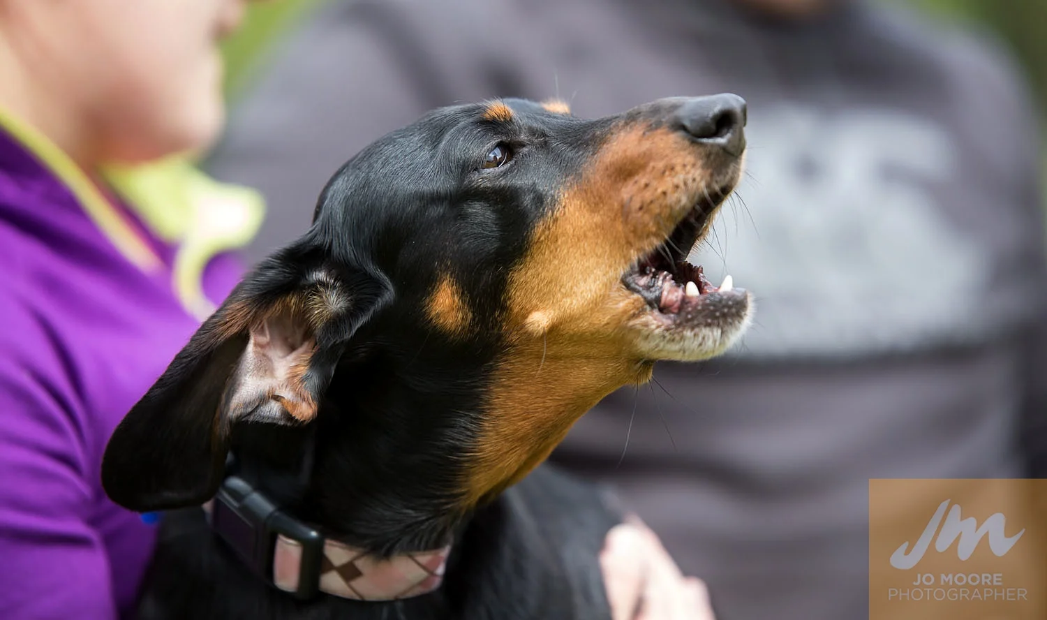 Dachshunds-57.jpg