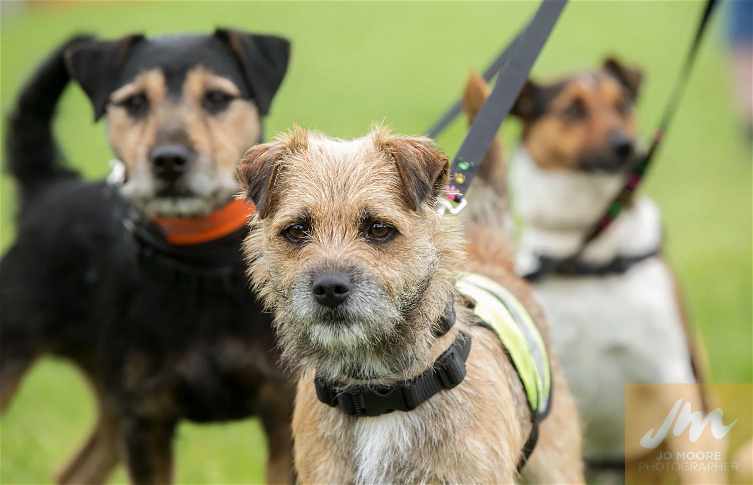 Paws in the Park-2.jpg