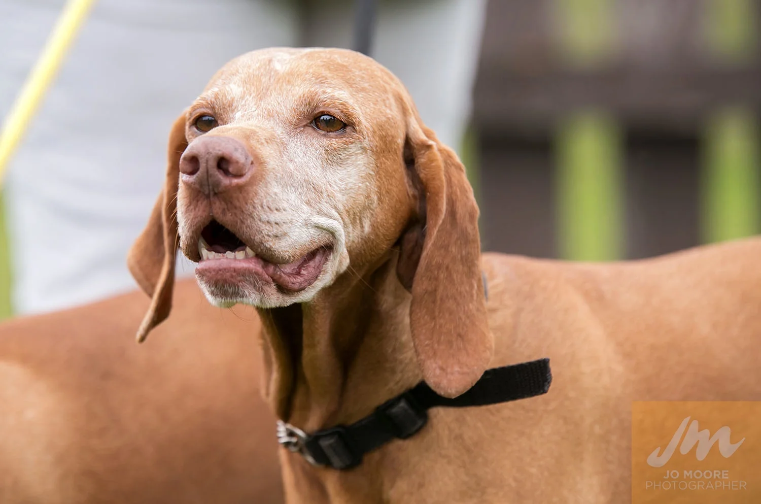 Paws in the Park-12.jpg