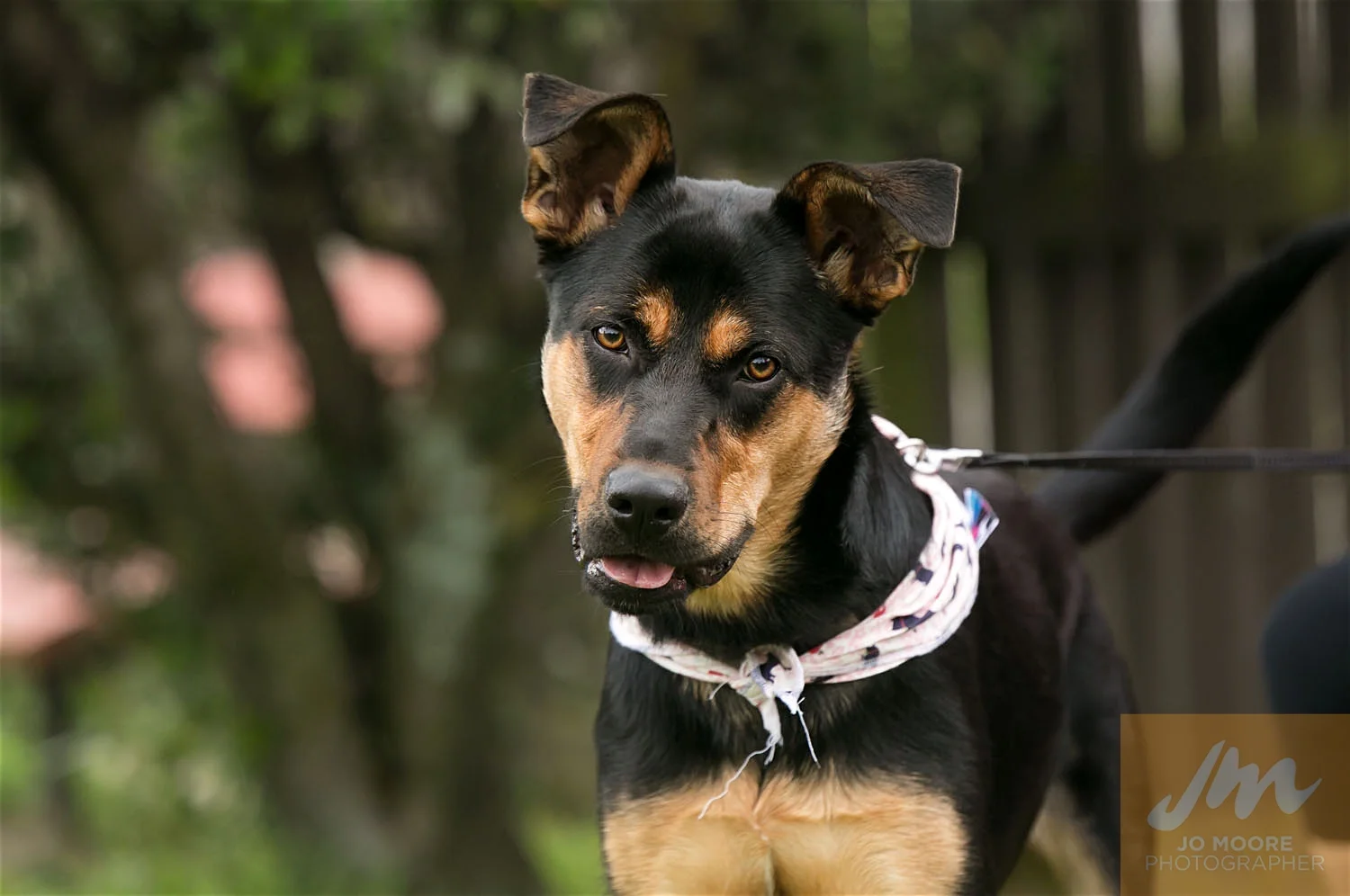 Paws in the Park-21.jpg