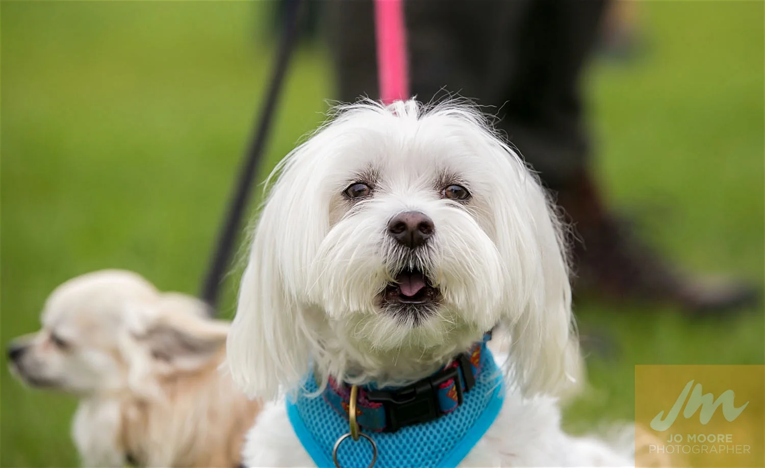 Paws in the Park-23.jpg