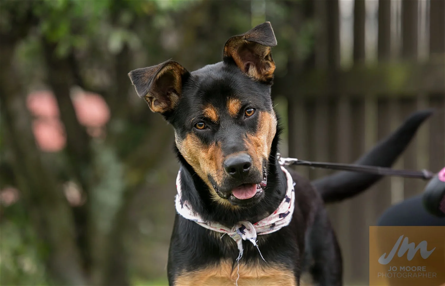 Paws in the Park-22.jpg