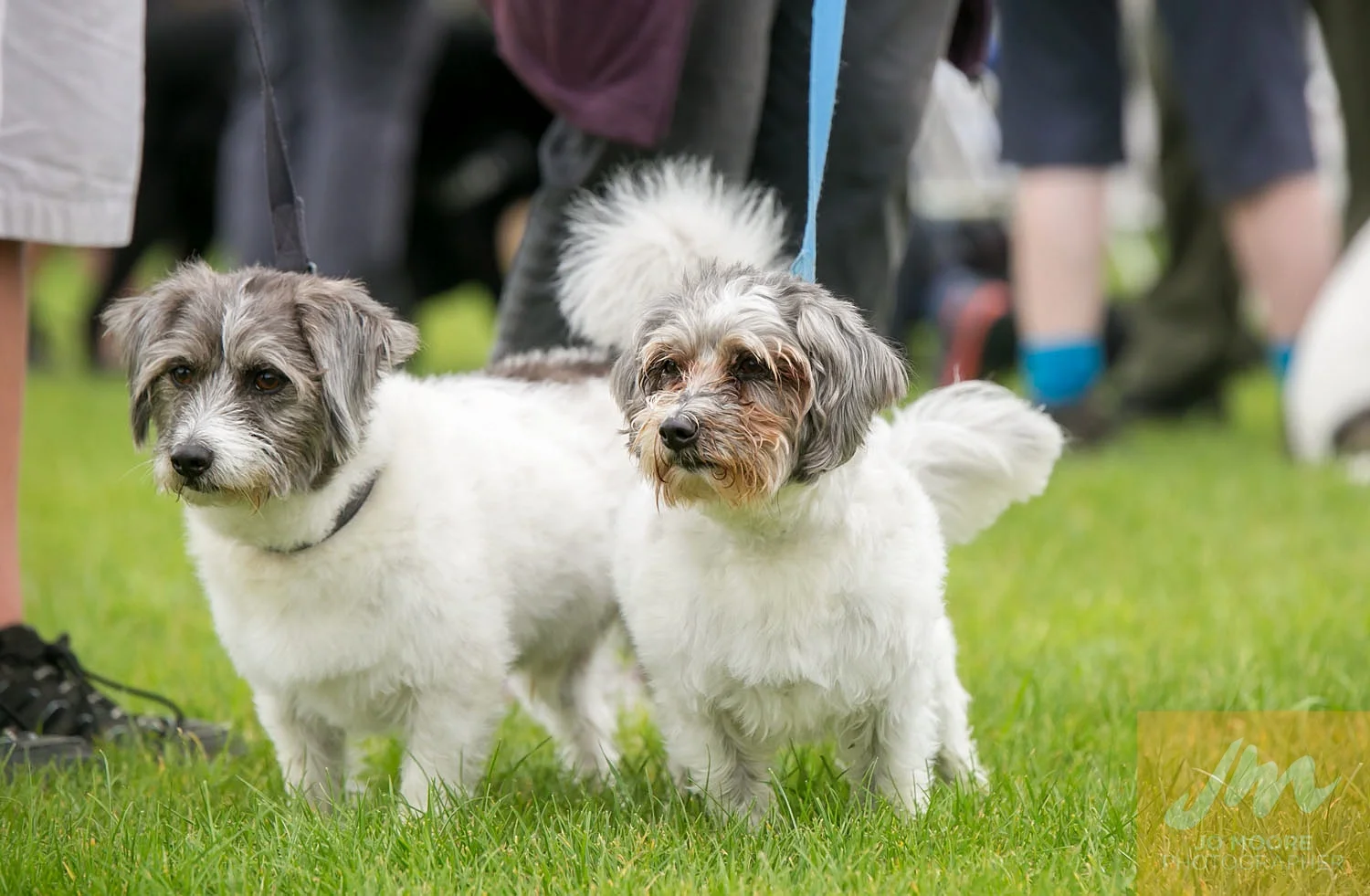 Paws in the Park-24.jpg