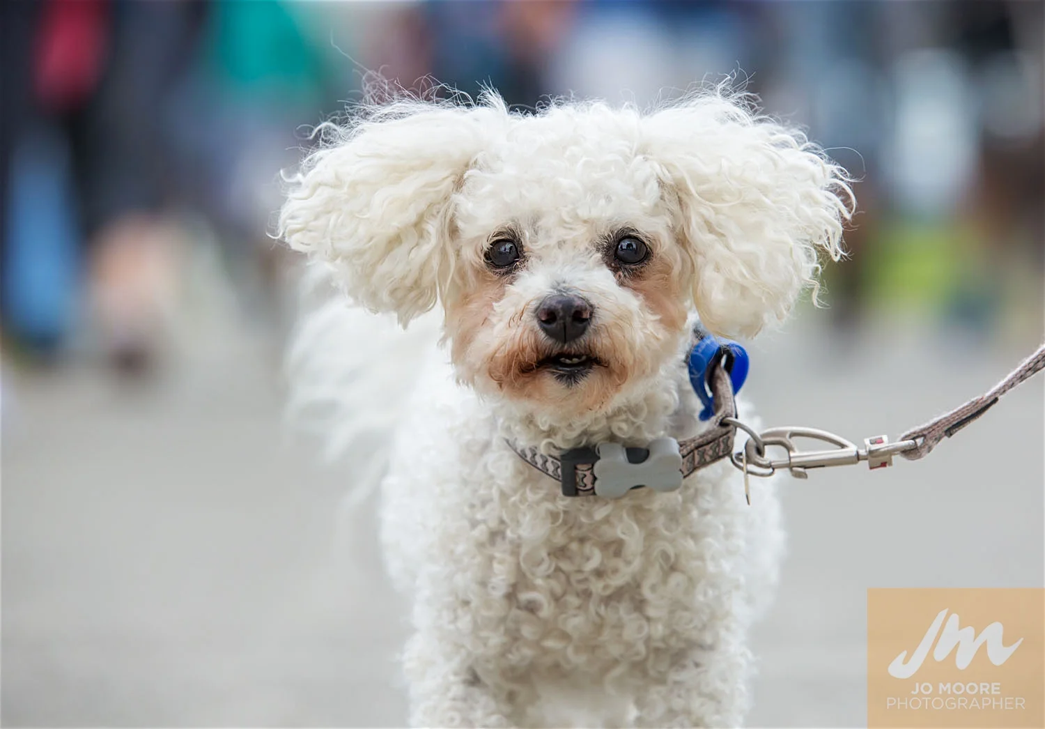 Paws in the Park-27.jpg