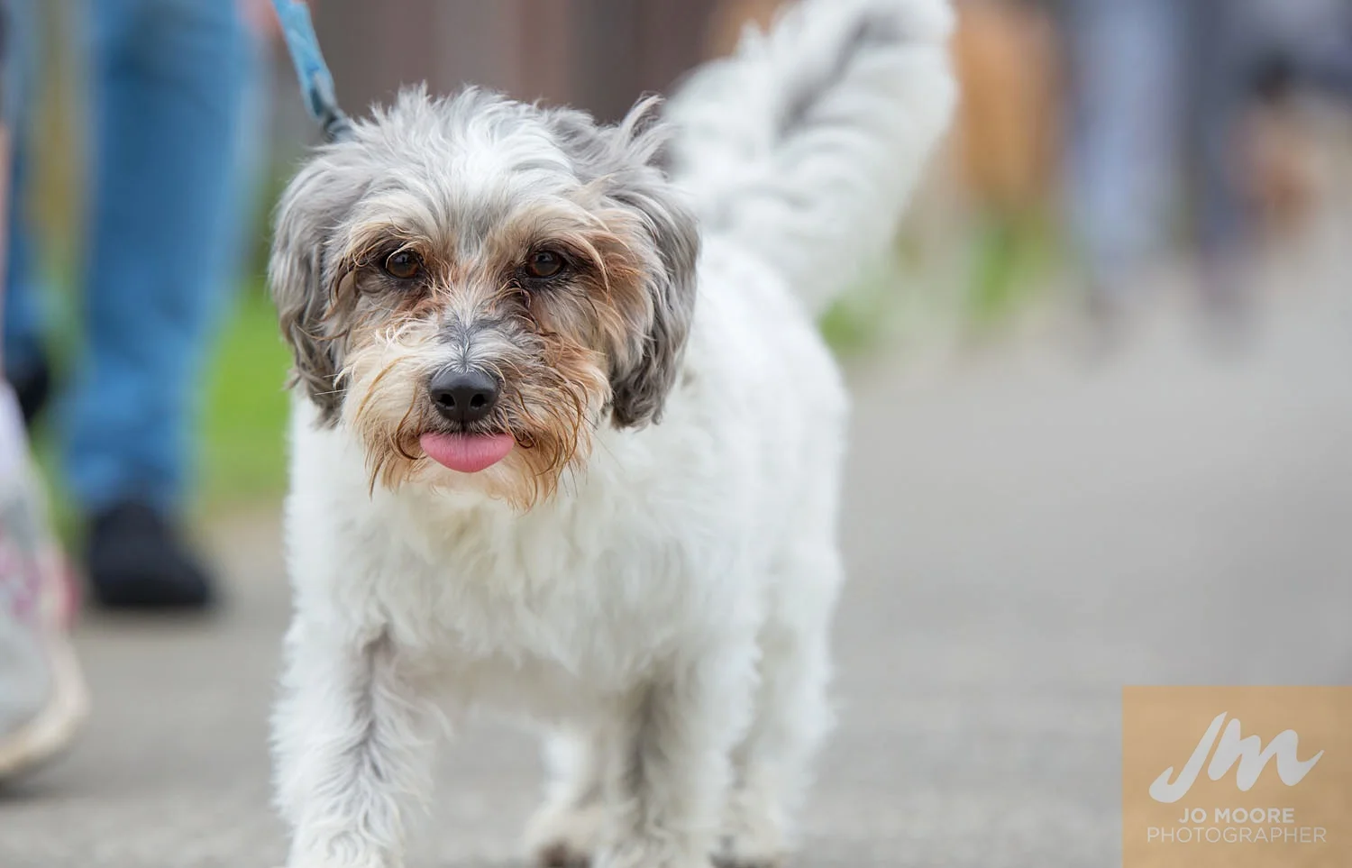 Paws in the Park-28.jpg
