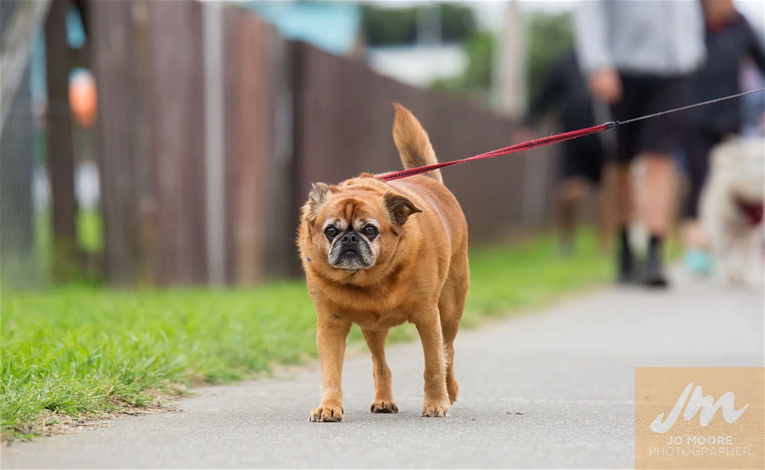 Paws in the Park-30.jpg