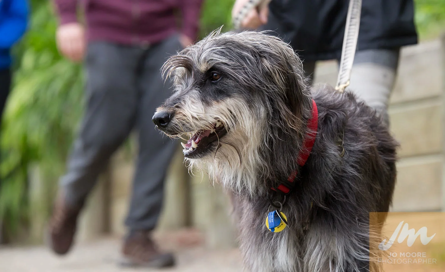 Paws in the Park-36.jpg