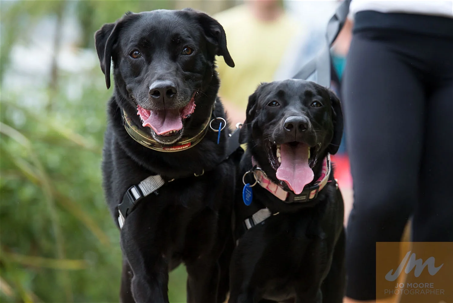 Paws in the Park-39.jpg