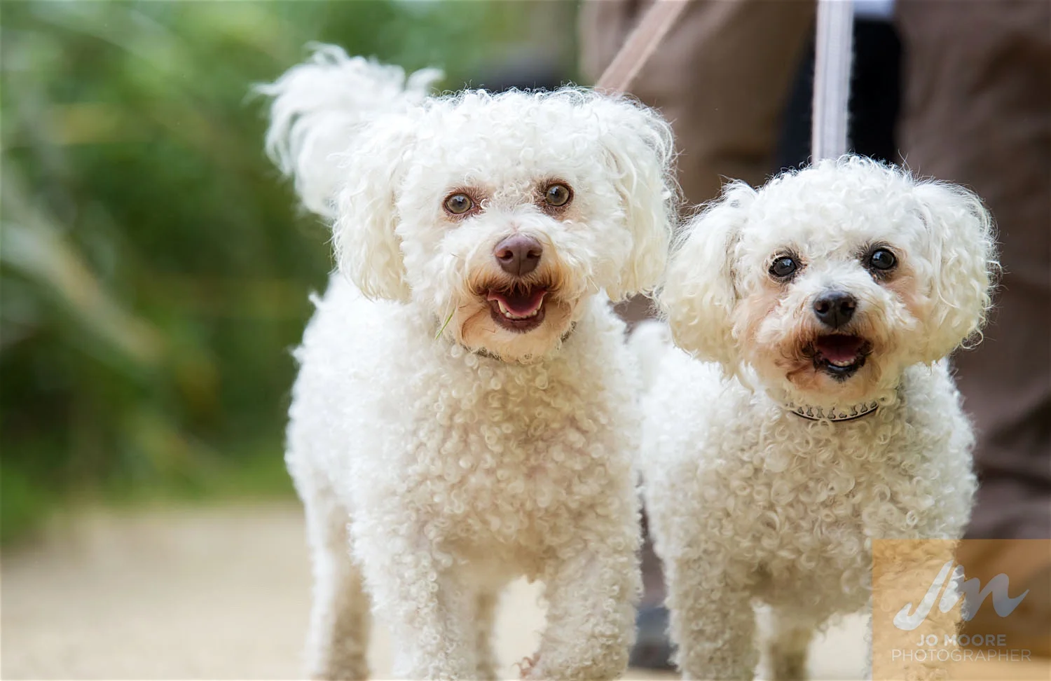 Paws in the Park-38.jpg
