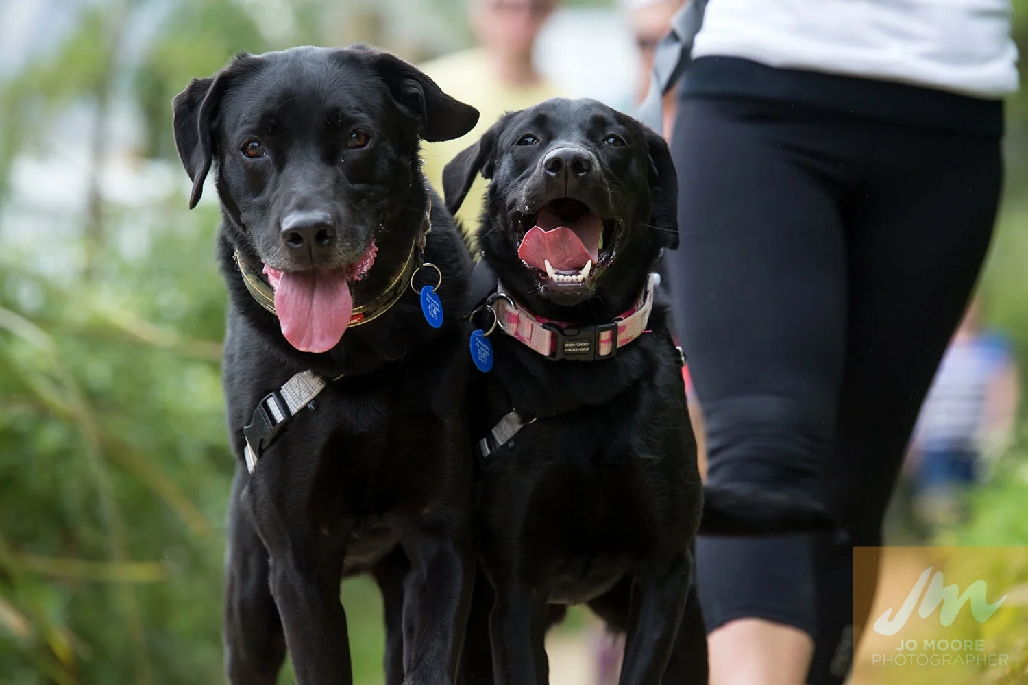 Paws in the Park-40.jpg