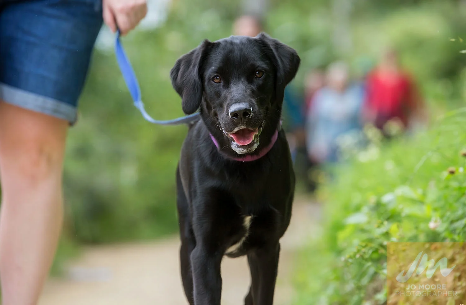 Paws in the Park-44.jpg