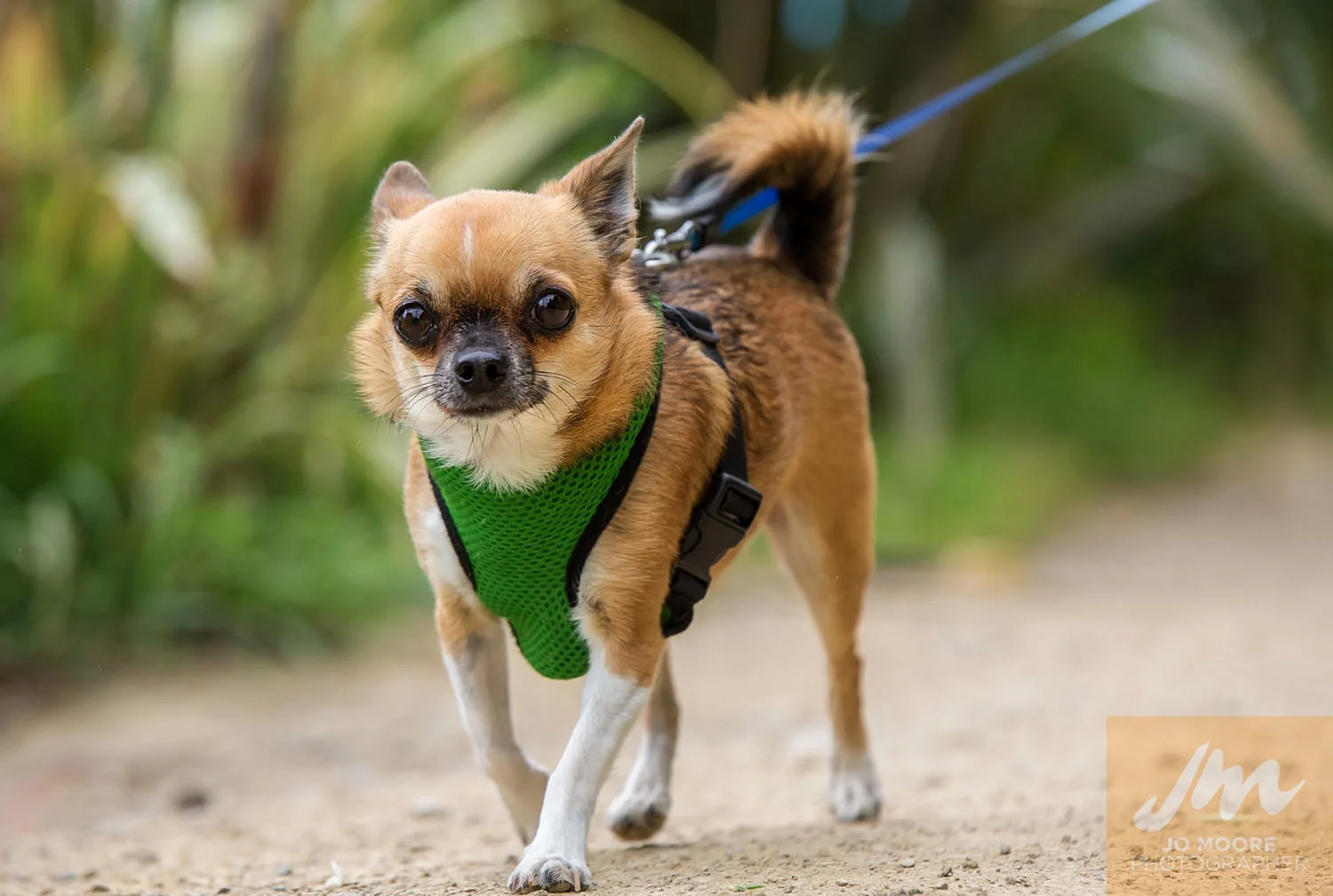 Paws in the Park-46.jpg
