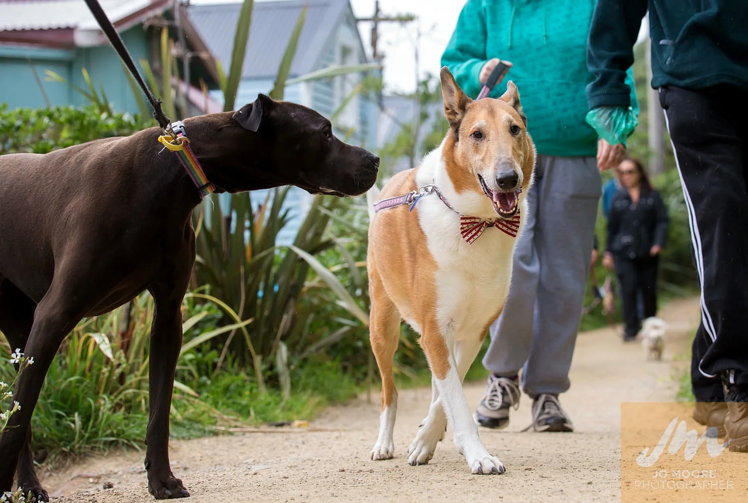 Paws in the Park-50.jpg