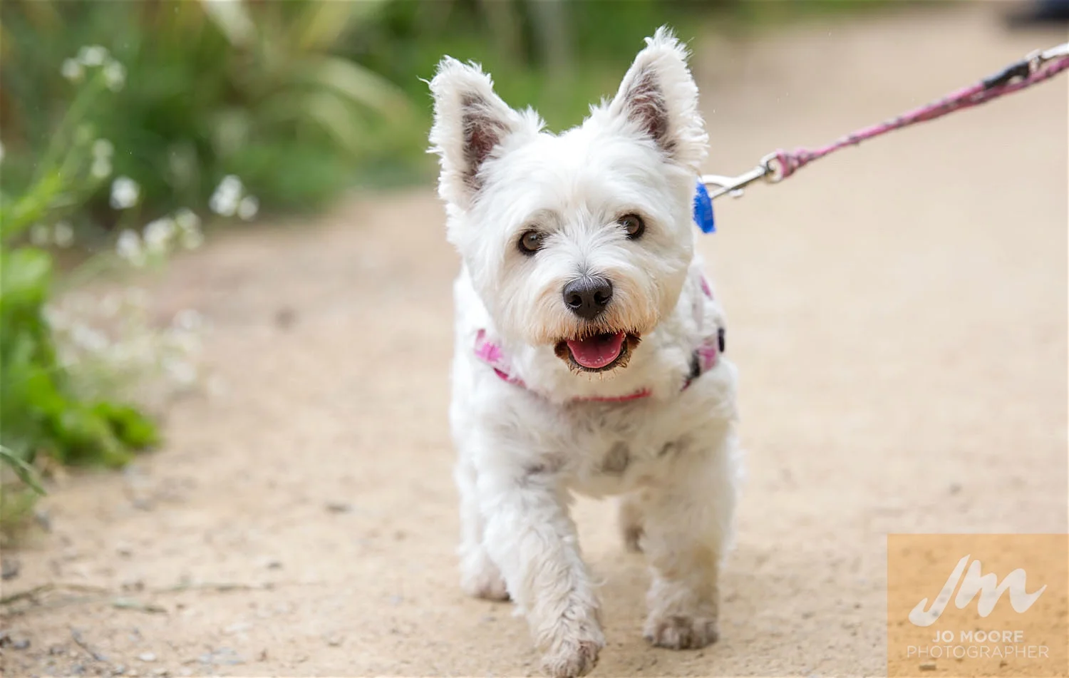 Paws in the Park-52.jpg
