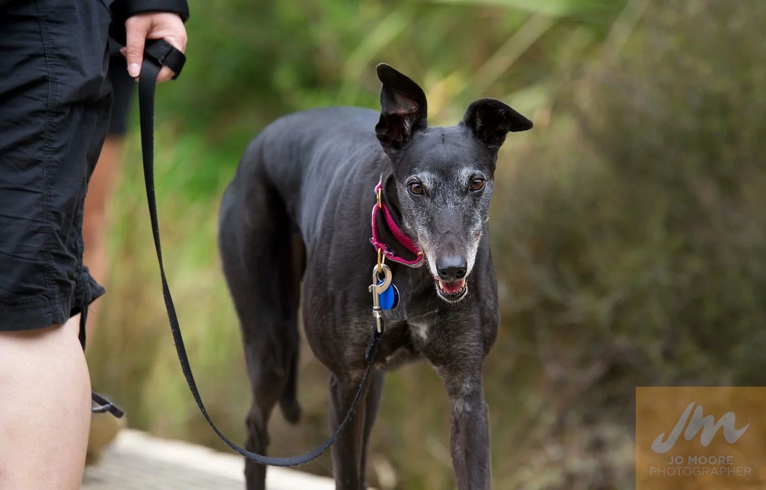 Paws in the Park-58.jpg
