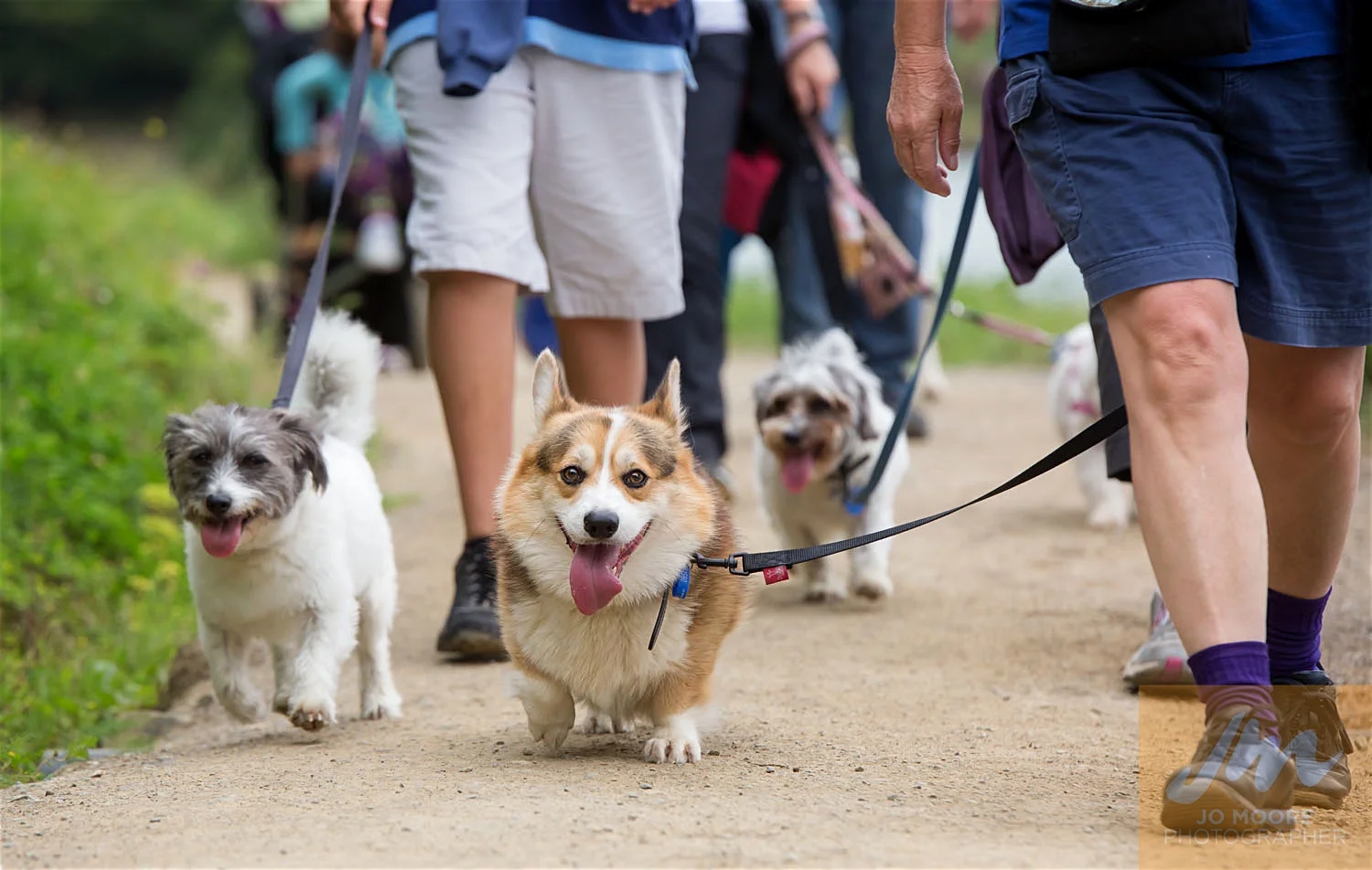 Paws in the Park-73.jpg