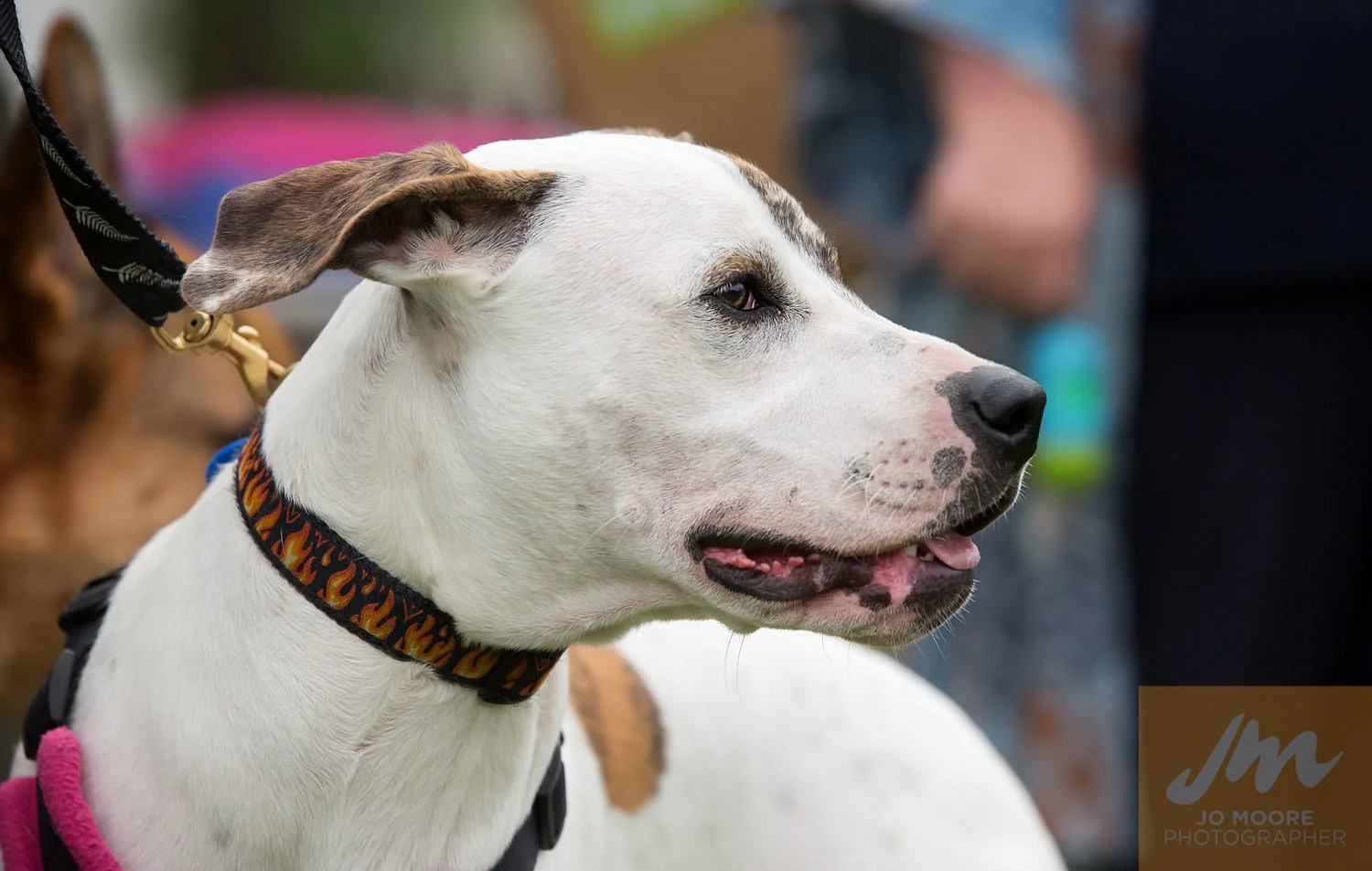 Paws in the Park-91.jpg