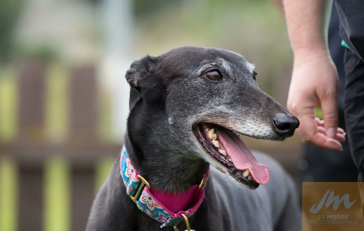 Paws in the Park-94.jpg