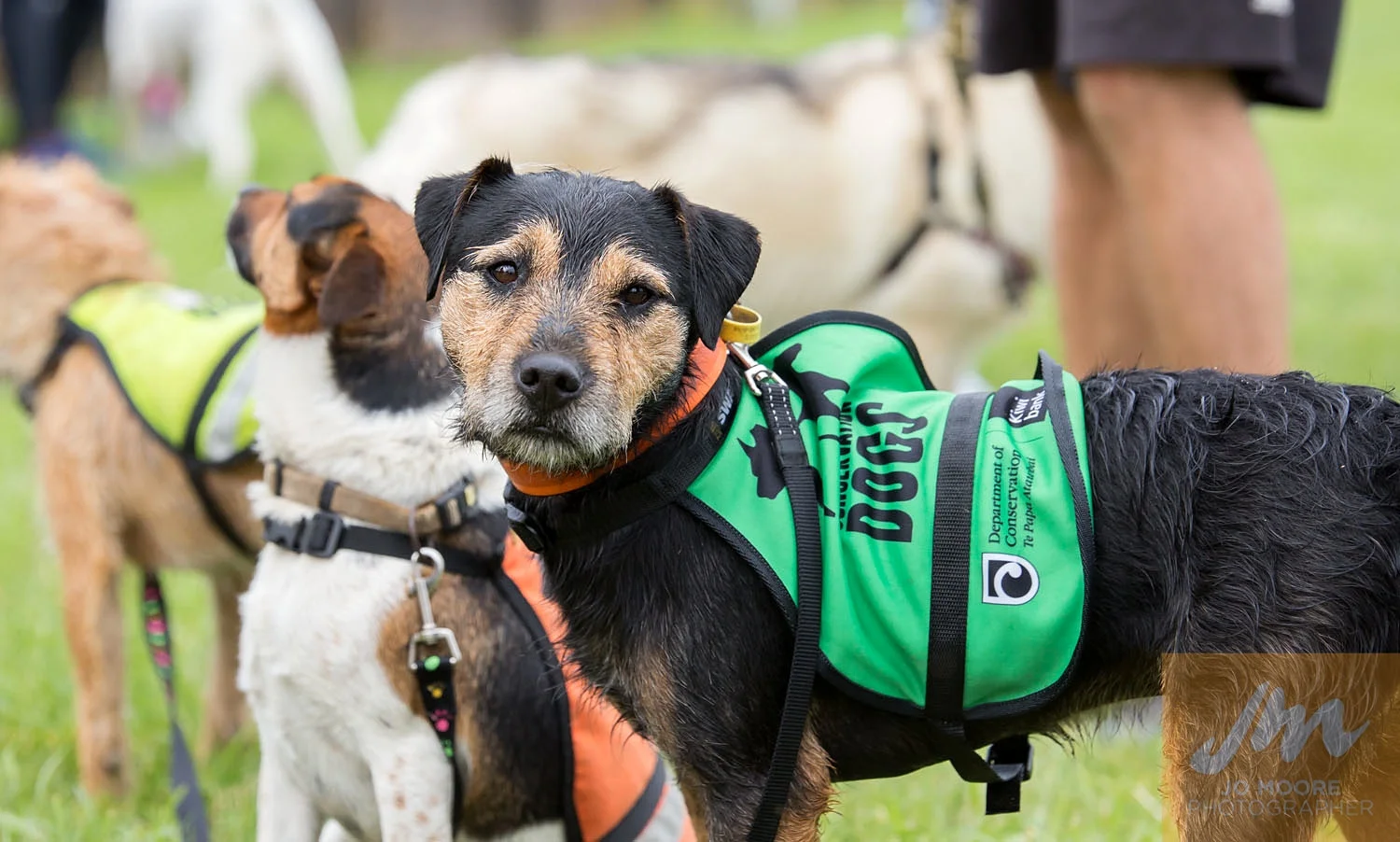 Paws in the Park-96.jpg