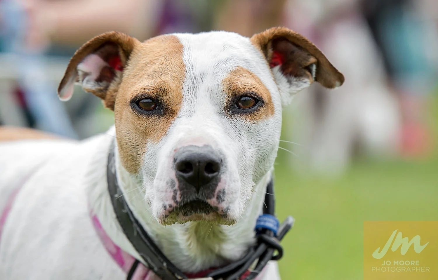 Paws in the Park-100.jpg