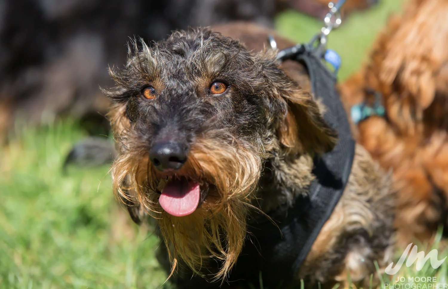 Dachshund-4.jpg