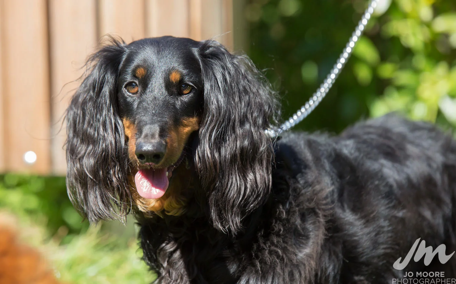 Dachshund-5.jpg