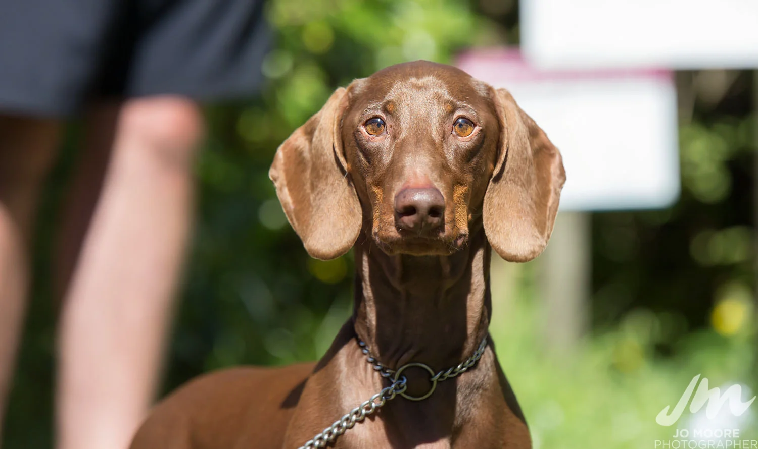 Dachshund-6.jpg