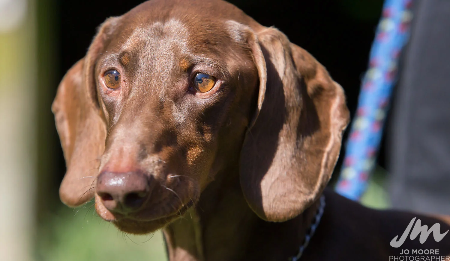 Dachshund-9.jpg